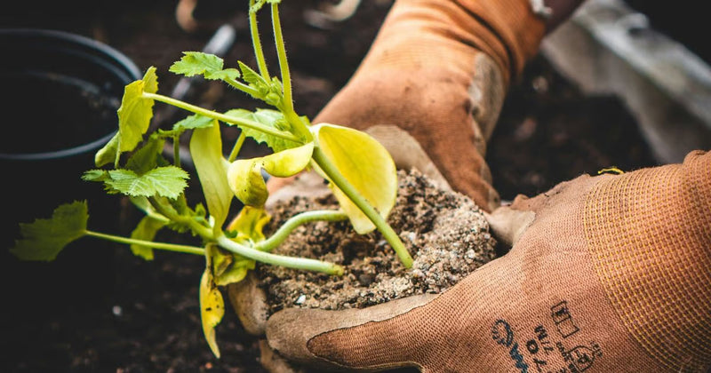 The power of organic & regenerative farming